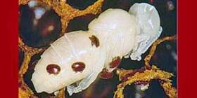 Varroa sur une larve